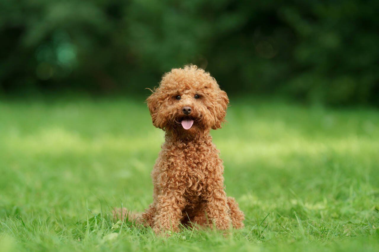 Toy Poodle Hakkında