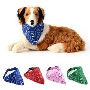 Boyun Fular Tasma Small