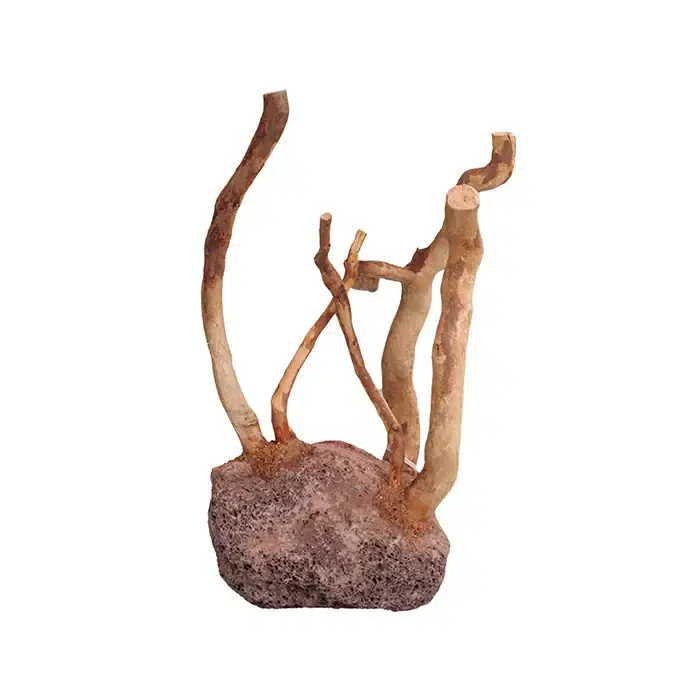 Orijin Lavtaşı Zeminli Yati Kökü 10-12 Cm HD05