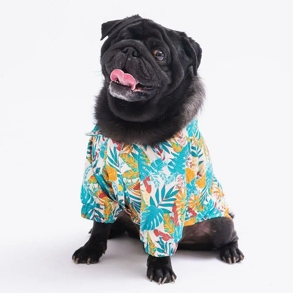 Pawstar Köpek Gömleği Folia 2XL 23408