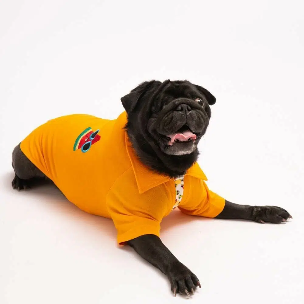 Pawstar Köpek Tişörtü Polo Yaka Pepo XL